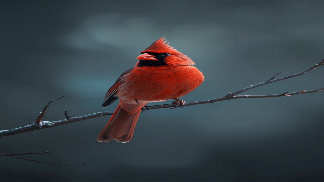 Cardinal Support Network — ouderondersteuning vanuit Ohio